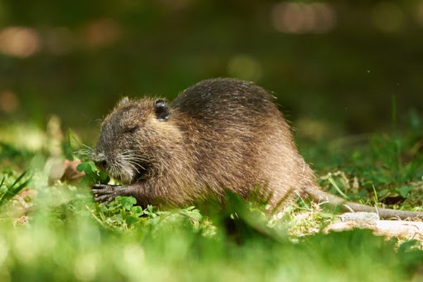 ¿Conocés nuestra fauna local?